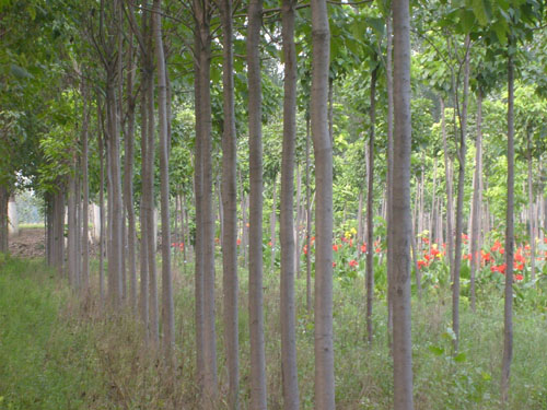 保定供應(yīng)楸樹樹苗，價格實惠