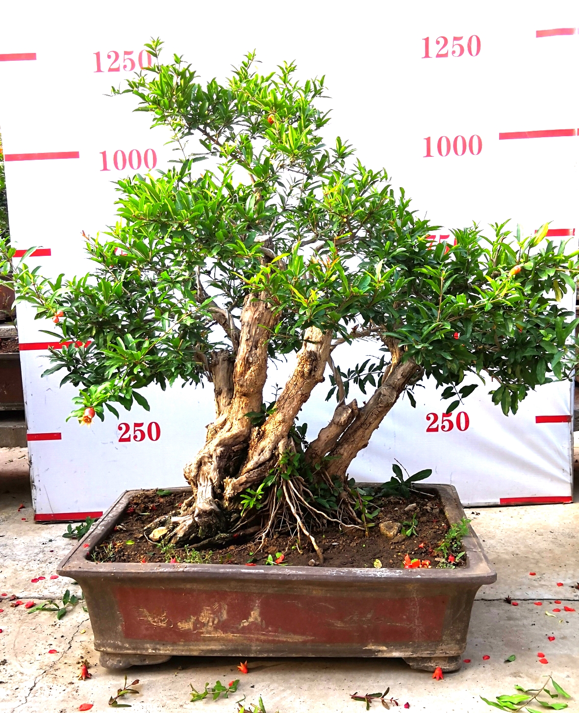 宏博石榴盆景，棗莊盆景，棗莊石榴盆景，盆景制作技術(shù)，凈化空氣，美化環(huán)境