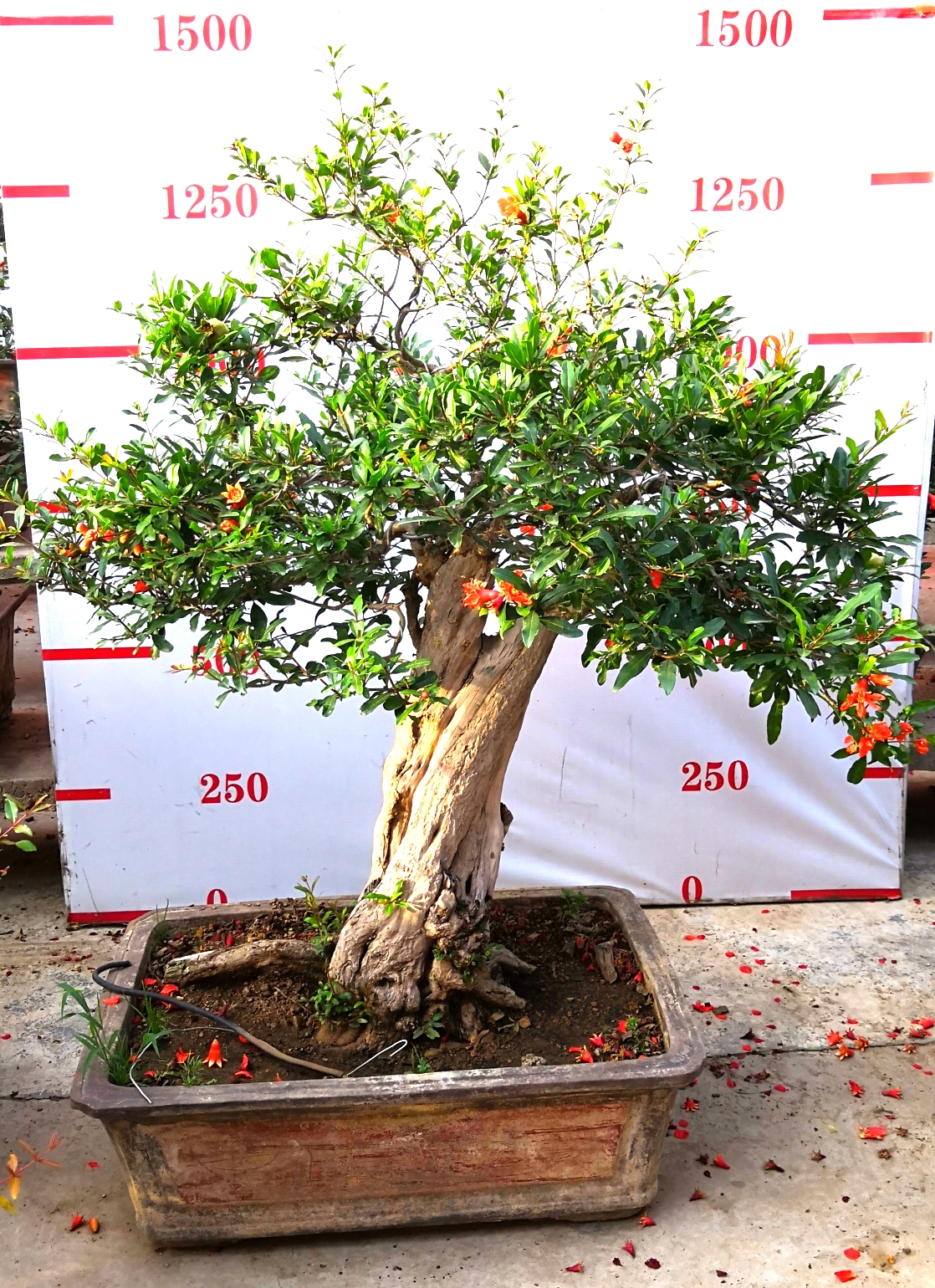 宏博石榴盆景，棗莊盆景，棗莊石榴盆景，盆景制作技術(shù)，凈化空氣，美化環(huán)境