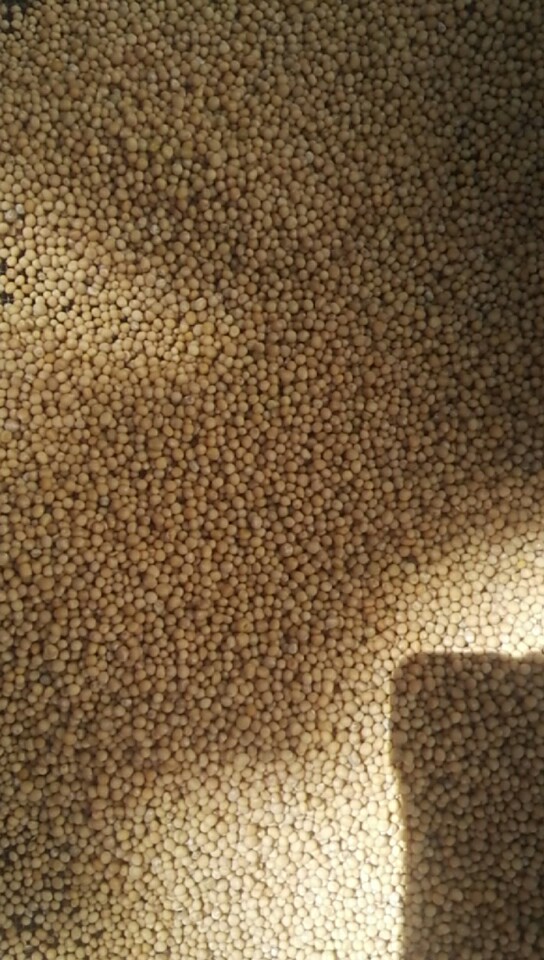 中藥材批發(fā)白芥籽｜安徽白芥籽批發(fā)價(jià)格｜安徽白芥籽報(bào)價(jià)