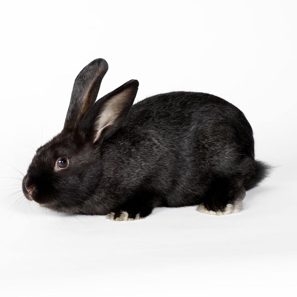 優(yōu)質(zhì)連山黑種兔 供應(yīng)連山黑種兔  連山黑種兔批發(fā)  連山黑兔直銷