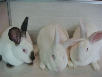 供應(yīng)八點(diǎn)黑種兔  八點(diǎn)黑種兔養(yǎng)殖價(jià)格 伊拉兔采購批發(fā) 八點(diǎn)黑種兔 八點(diǎn)黑種兔價(jià)格 伊拉兔批發(fā)