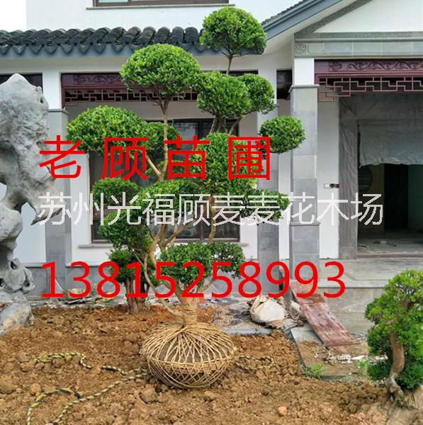 造型景觀樹、蘇州庭院別墅綠化、蘇州園林苗木古樁、蘇州綠化工程、樹木古樁盆景市場