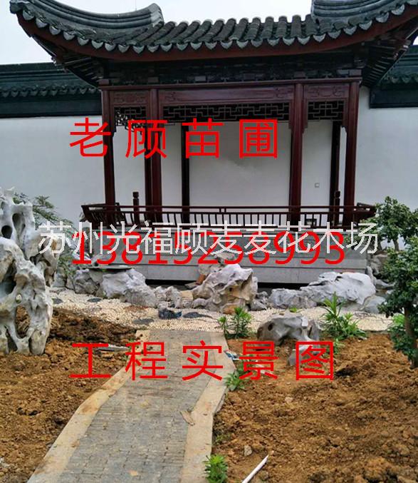 造型景觀樹、蘇州庭院別墅綠化、蘇州園林苗木古樁、蘇州綠化工程、樹木古樁盆景市場