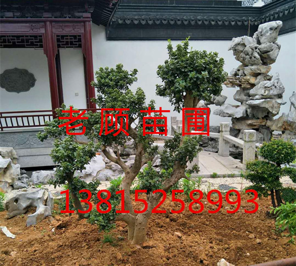 蘇州造型羅漢松，造型鴻運(yùn)果，景觀造型樹基地，綠化苗木果樹，蘇州別墅綠化，蘇州花木市場