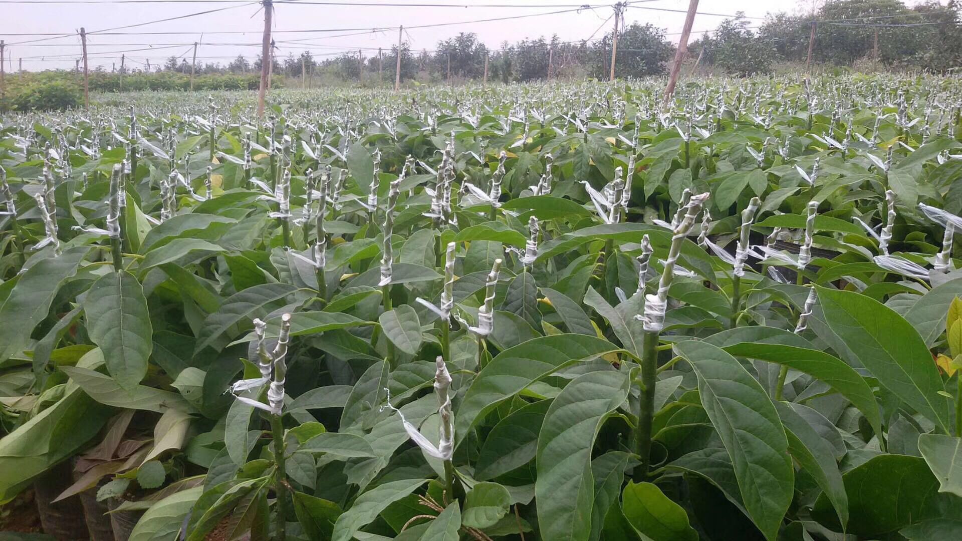 廣西牛油果  廣西牛油果供應(yīng)商 廣西牛油果種植基地 廣西牛油果苗