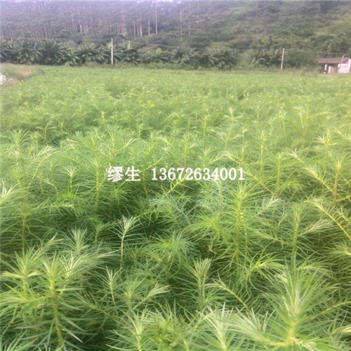 供應廣東杉苗批發(fā)價格/批發(fā)商報價/杉苗基地哪家好