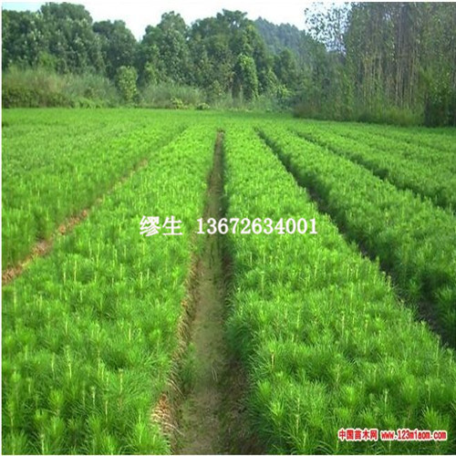 杉苗種植基地 杉苗批發(fā) 速生杉苗