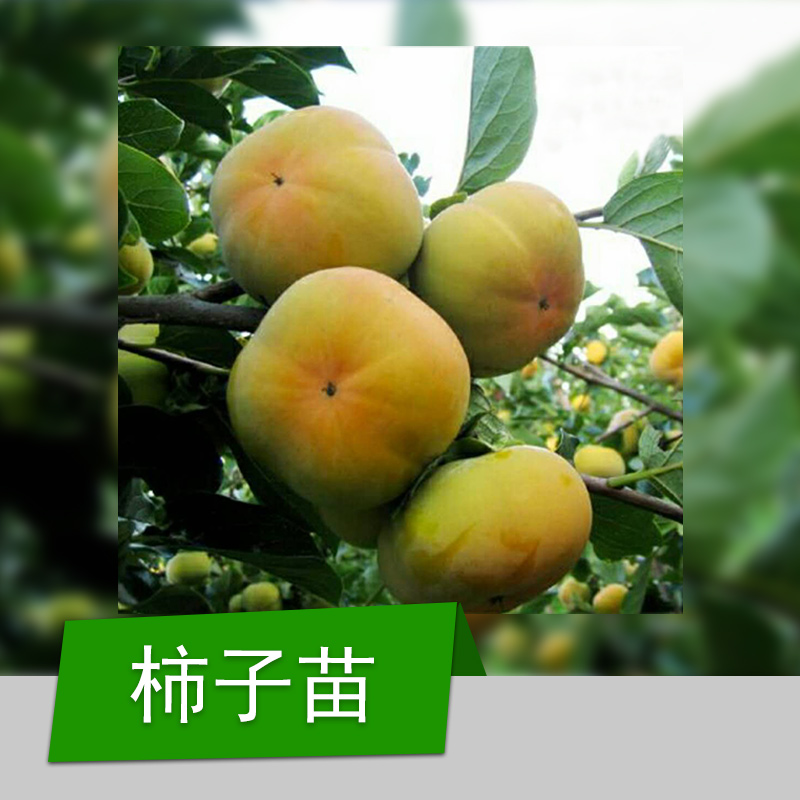 嫁接柿子樹苗 山東嫁接柿子樹苗 山東嫁接柿子樹苗基地 山東嫁接柿子樹苗供應商 山東嫁接柿子樹苗批發(fā)