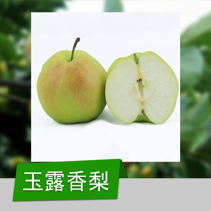 山東玉露香基地 山東玉露香供應(yīng)商 山東玉露香批發(fā) 玉露香 玉露香梨樹苗 山東玉露香梨樹苗 青島玉露香梨樹苗