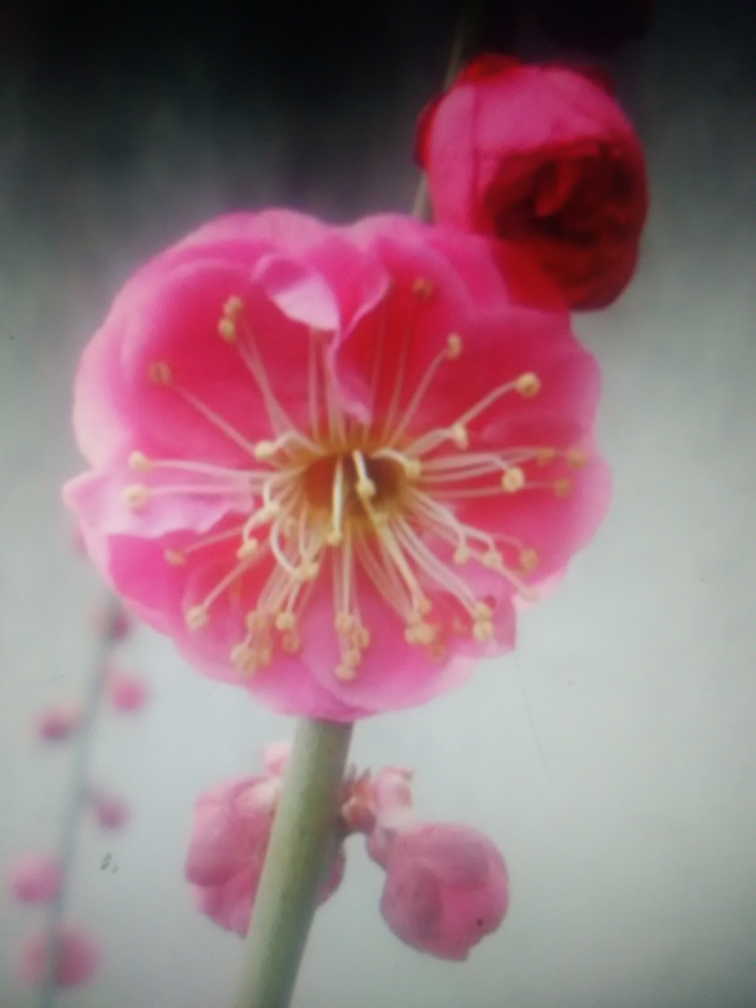 原生紅梅原本梅花扦插苗骨紅梅綠萼梅 原本骨紅梅扦插苗價格 原本骨紅梅扦插苗價格， 原本骨紅梅扦插苗價格實惠，