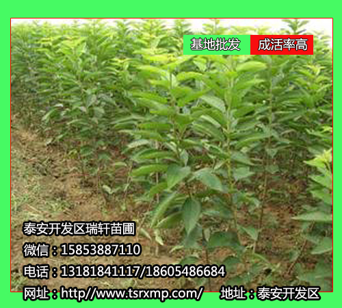 新引進(jìn)蘭丁2號櫻桃苗【歡迎訂購】