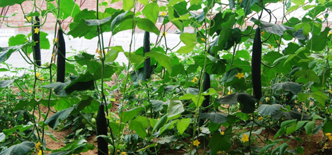 氮肥對(duì)作物的影響，護(hù)花壯苗 磷肥對(duì)作物的影響，護(hù)花壯苗