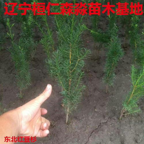 東北紅豆杉苗 遼寧紅豆杉基地 東北紅豆杉小苗
