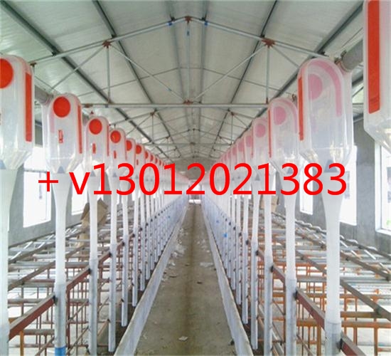 設(shè)計安裝自動化養(yǎng)豬料線自動化喂料系統(tǒng) 自動化料線系統(tǒng)