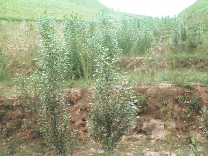 北京噴播綠化技術   邊坡修復綠化 環(huán)保椰纖維生態(tài)植被毯植被毯 環(huán)保椰纖維生態(tài)植被毯邊坡修復綠化 生態(tài)修復苗木種子