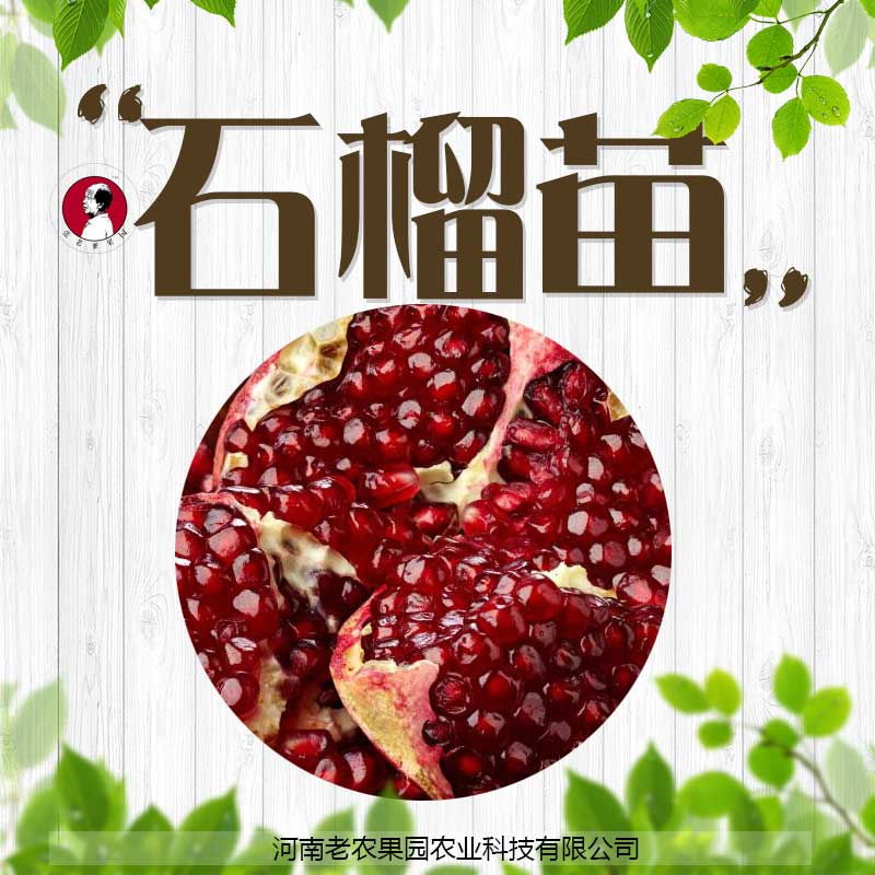 河南老農(nóng)果 直銷批發(fā) 供應石榴苗 土地肥沃 生態(tài)園林 石榴苗生態(tài)保障