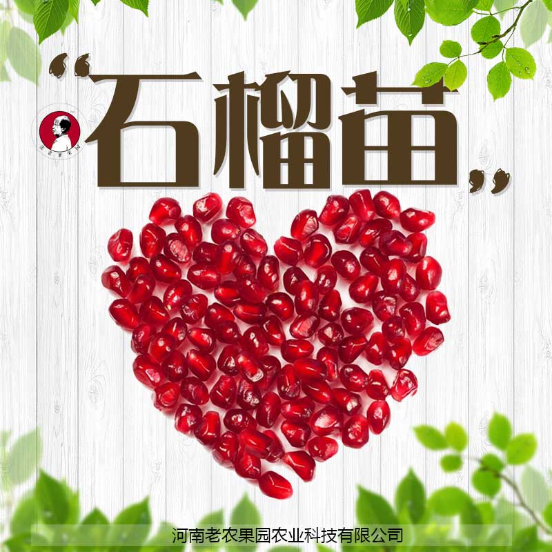 河南老農(nóng)果 直銷批發(fā) 供應石榴苗 土地肥沃 生態(tài)園林 石榴苗生態(tài)保障
