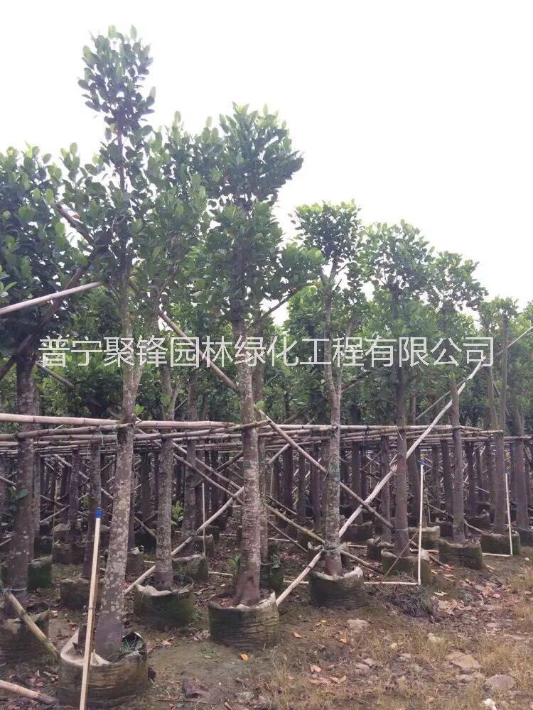 菠蘿蜜_菠蘿蜜基地直銷_菠蘿蜜批發(fā)_菠蘿蜜報(bào)價(jià)_普寧菠蘿蜜樹苗種植基地哪家好 菠蘿蜜10公分