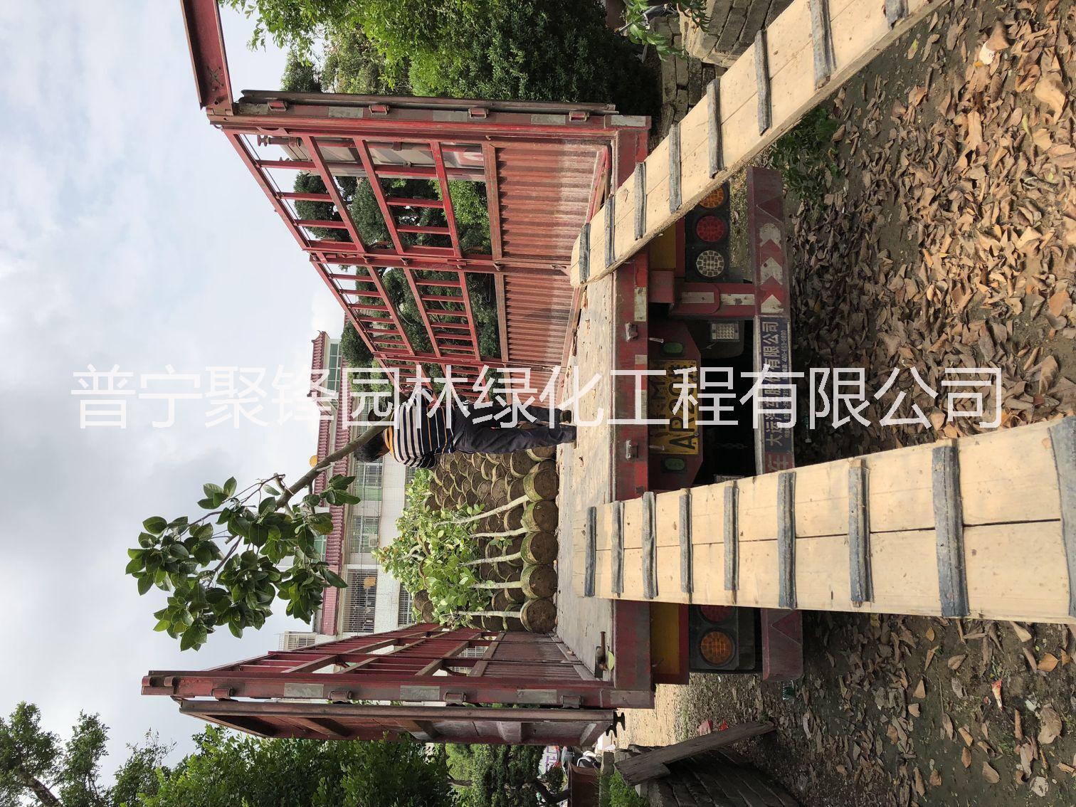 菠蘿蜜_菠蘿蜜基地直銷_菠蘿蜜批發(fā)_菠蘿蜜報價_普寧菠蘿蜜樹苗種植基地哪家好 菠蘿蜜3公分 菠蘿蜜5-6公分