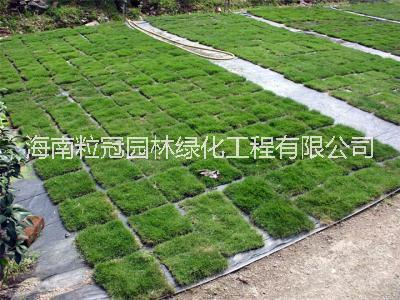 海南臺灣人工草 臺灣草細葉結(jié)縷草報價 臺灣草