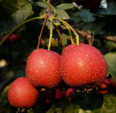 山東山楂苗基地，山東山楂苗報價，山東山楂苗種植場地，山東山楂苗*批發(fā)，山東山楂苗多少錢一顆