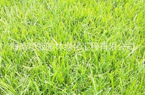 海南臺灣人工草 臺灣草細葉結(jié)縷草報價 臺灣草