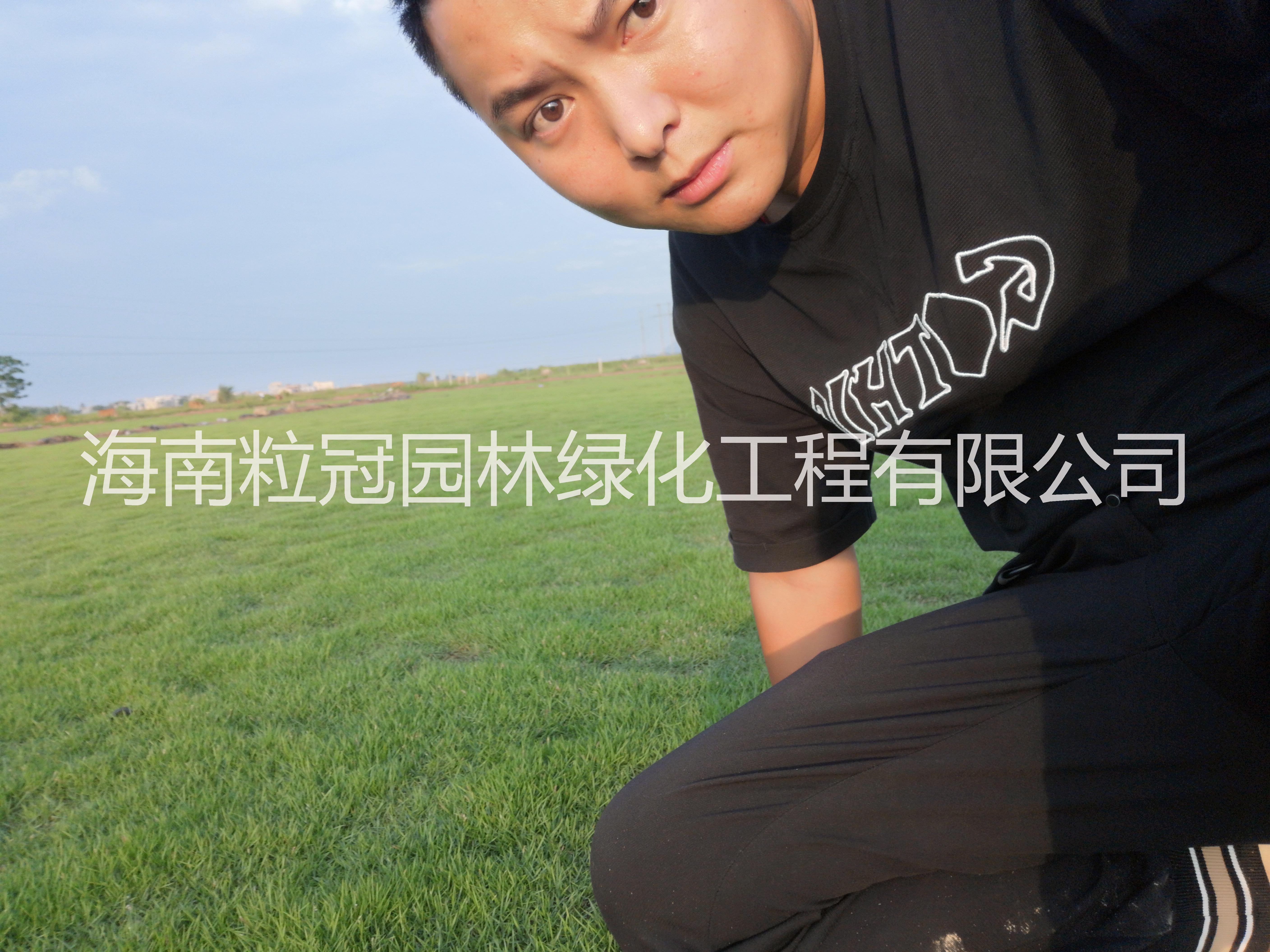 廠家直銷臺灣草皮 馬尼拉草皮價格 海南臺灣草生產(chǎn)基地