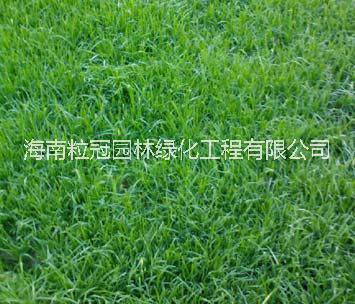 海南草皮 海南草坪報(bào)價(jià)  海南臺(tái)灣草價(jià)格 馬尼拉草供貨商 海南大葉油草供應(yīng)商 臺(tái)灣草皮價(jià)格