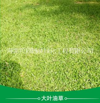 海南大葉油草哪家好 大葉油草 大葉油草花木基地
