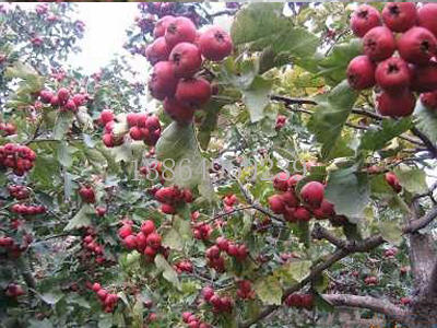 山東山楂苗基地，山東山楂苗報價，山東山楂苗種植場地，山東山楂苗*批發(fā)，山東山楂苗多少錢一顆