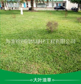 大葉油草基地直銷 大葉油草供貨 大葉油草種植批發(fā)