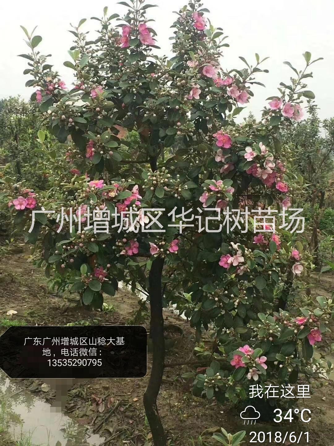 山稔苗，山棯苗，桃金娘苗，崗念苗