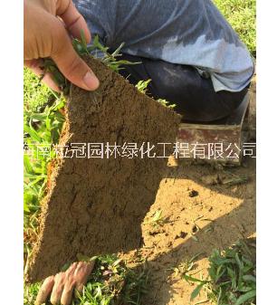 海南大葉油草 出售大葉油草 大葉油草批發(fā) 大葉油草種子基地