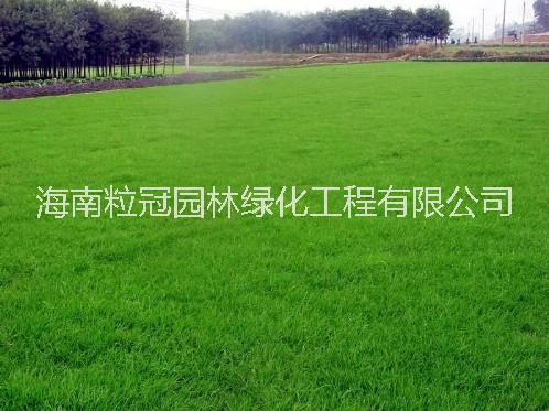 海南大葉油草基地直銷 海南大葉油草基地批發(fā)價(jià) 海南臺(tái)灣草批發(fā)網(wǎng) 大量直銷大葉油草坪 環(huán)衛(wèi)綠化海南大葉油草 海南大葉油
