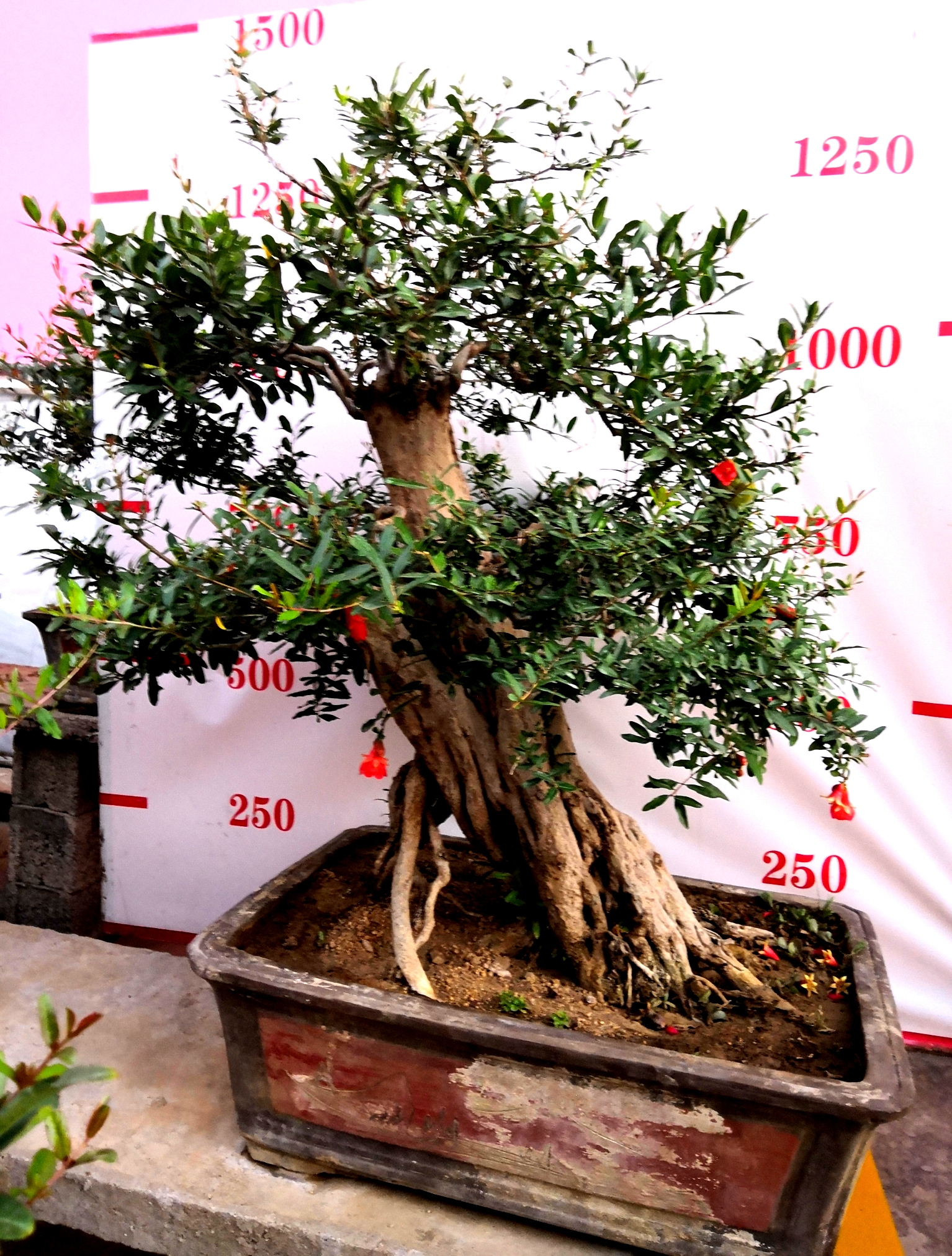 棗莊石榴盆景 棗莊石榴盆景價(jià)格 棗莊石榴盆景價(jià)格-棗莊石榴盆景特