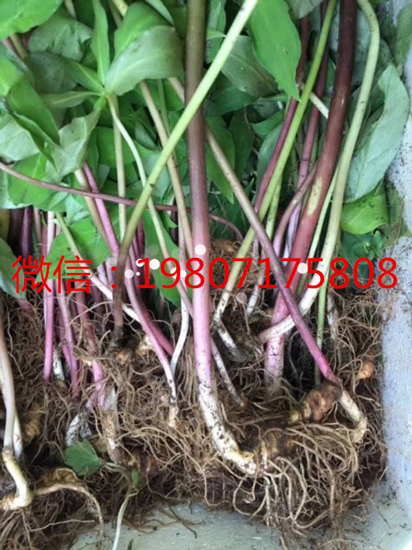 *重樓  重樓苗  華重樓