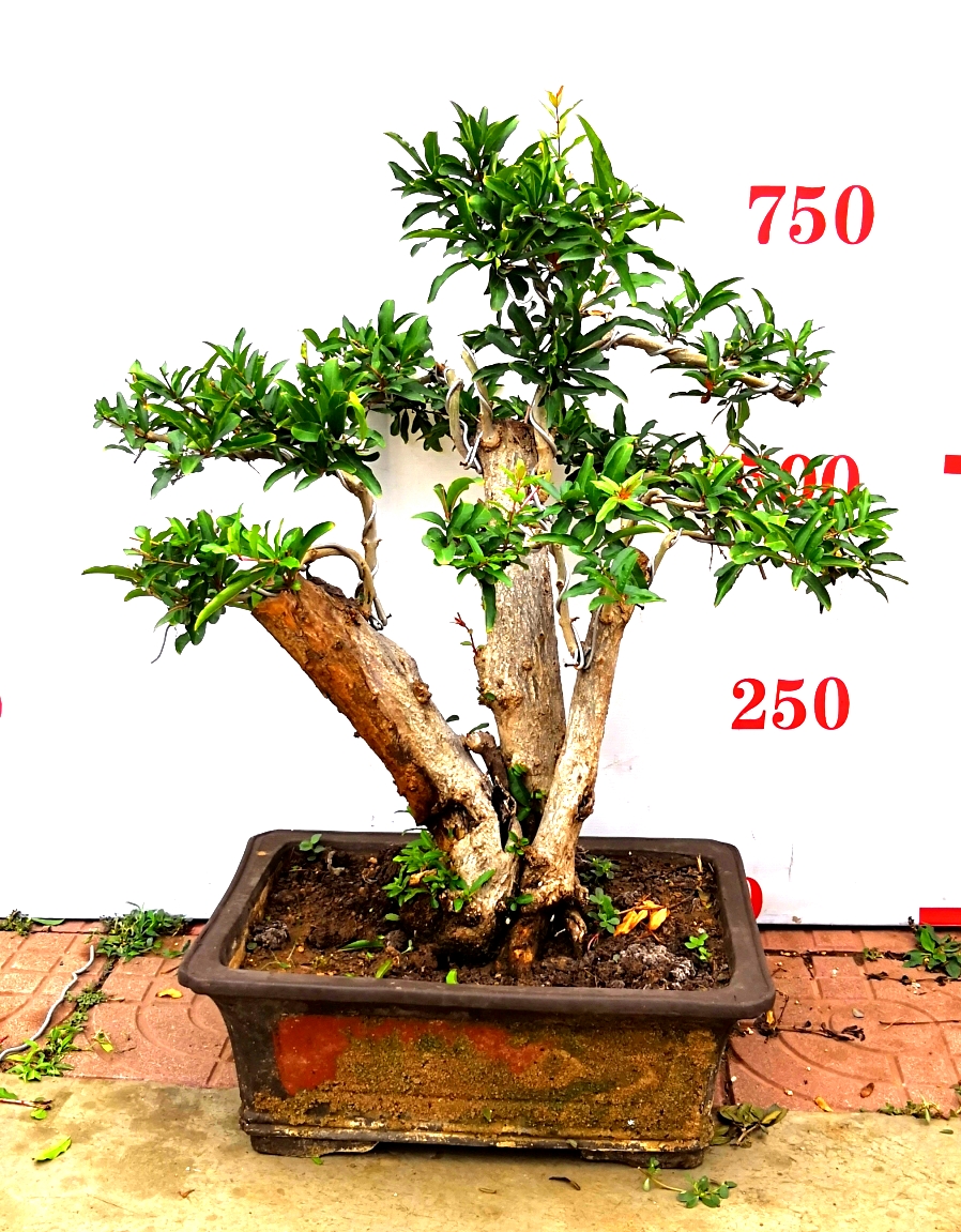 石榴盆景價格，石榴盆景栽培技術(shù) 石榴盆景/石榴盆景栽培技術(shù) 石榴盆景/棗莊石榴盆景