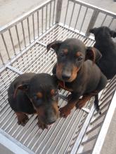 福建萊州紅犬幼犬多少錢(qián)一只，福建哪有賣(mài)萊州紅成年犬的多少錢(qián)，福建哪里有賣(mài)萊州紅犬的