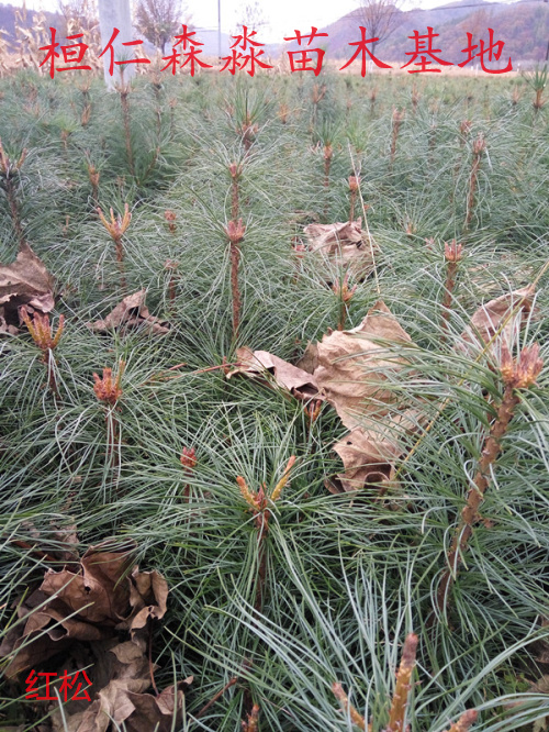 東北紅松苗 紅松苗 松子樹苗 果松苗 遼寧紅松苗基地 紅松苗價格