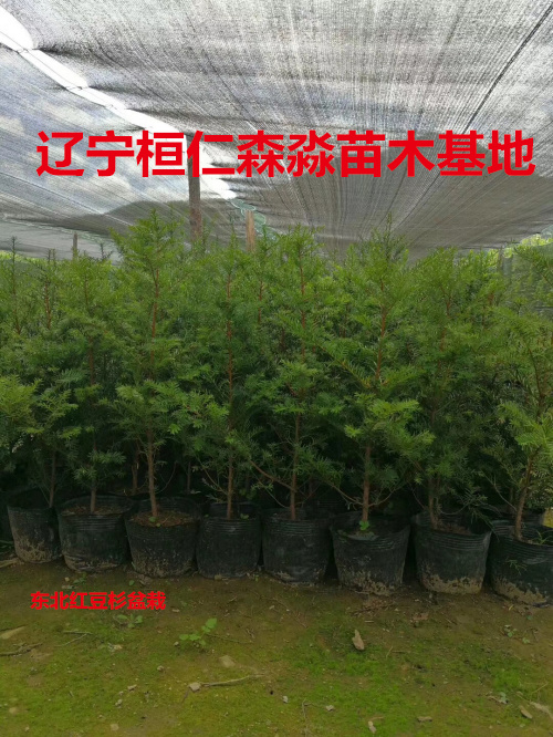 東北紅豆杉小苗 喬木東北紅豆杉 東北紅豆杉占地苗 遼寧東北紅豆杉苗