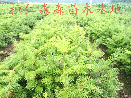 東北冷杉苗  遼寧冷杉基地 冷杉苗價(jià)格 冷杉綠化樹