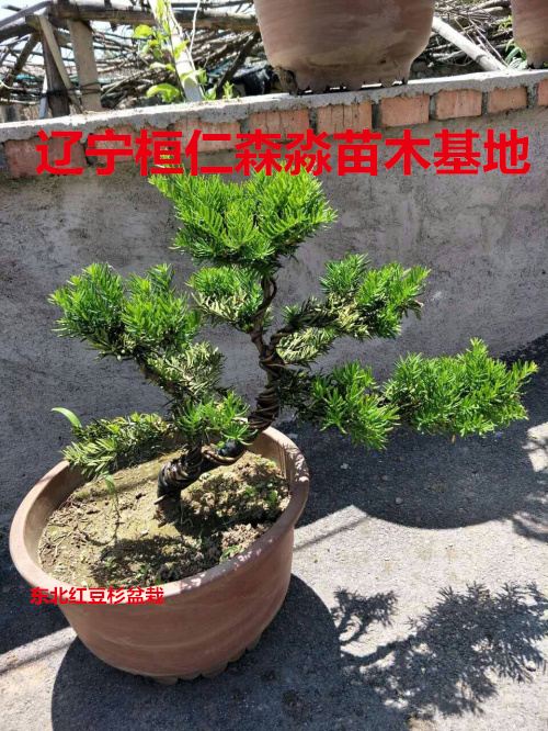 東北紅豆杉盆栽 造型東北紅豆杉 遼寧東北紅豆杉盆景 東北紅豆杉杯苗
