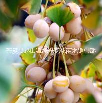 眉山銀杏樹苗現(xiàn)貨供應(yīng) 銀杏樹苗售賣優(yōu)惠