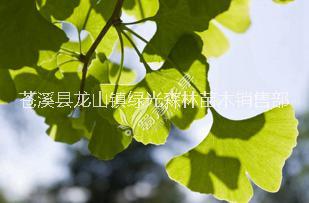 眉山銀杏樹苗現(xiàn)貨供應(yīng) 銀杏樹苗售賣優(yōu)惠