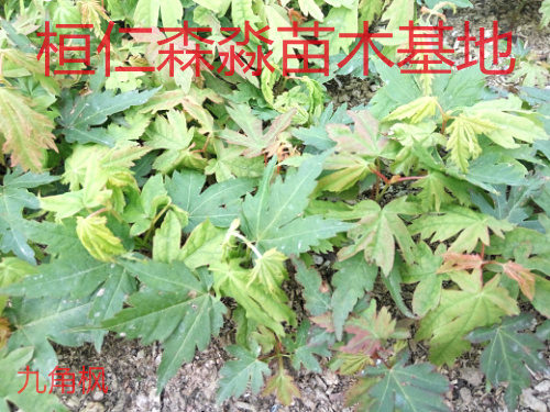 九角楓小苗 遼寧九角楓 九角楓苗 遼寧九角楓基地 紫花槭苗 叢生九角楓 九角楓價(jià)格
