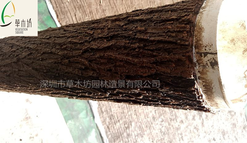 供應(yīng)全國 柳樹皮 假樹皮 仿真樹皮 室內(nèi)裝飾管道*