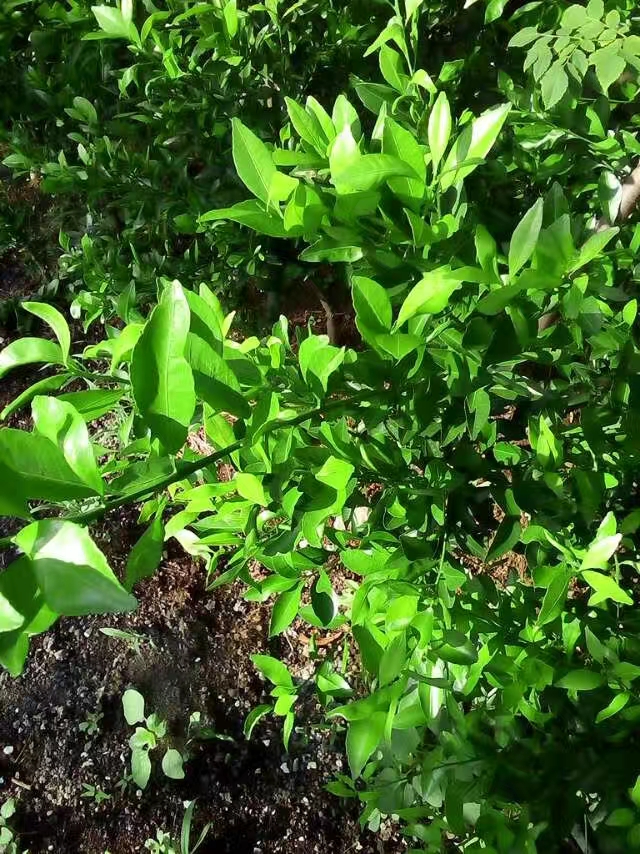 砂糖橘小苗，香泡，金桔，紅美人柑橘，綠美人柑橘，涌泉蜜桔