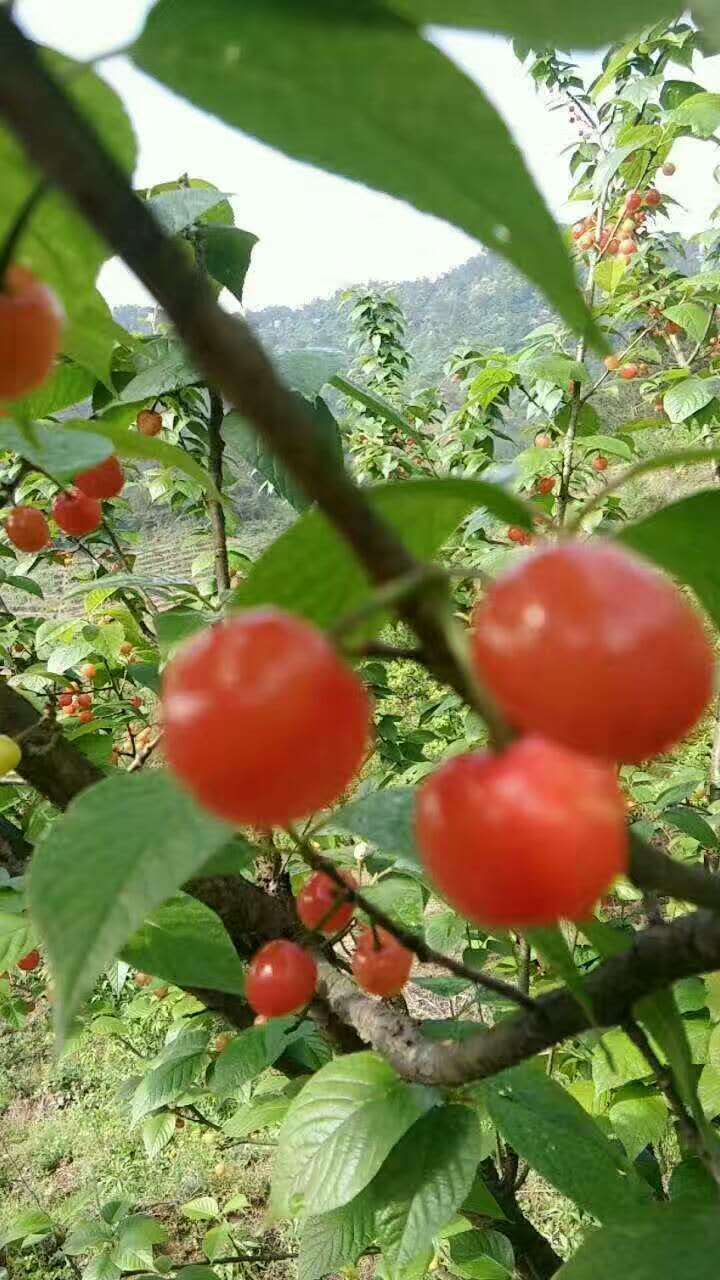 黑珍珠櫻桃小苗，紹興黑珍珠櫻桃小苗批發(fā)，櫻桃小苗批發(fā)