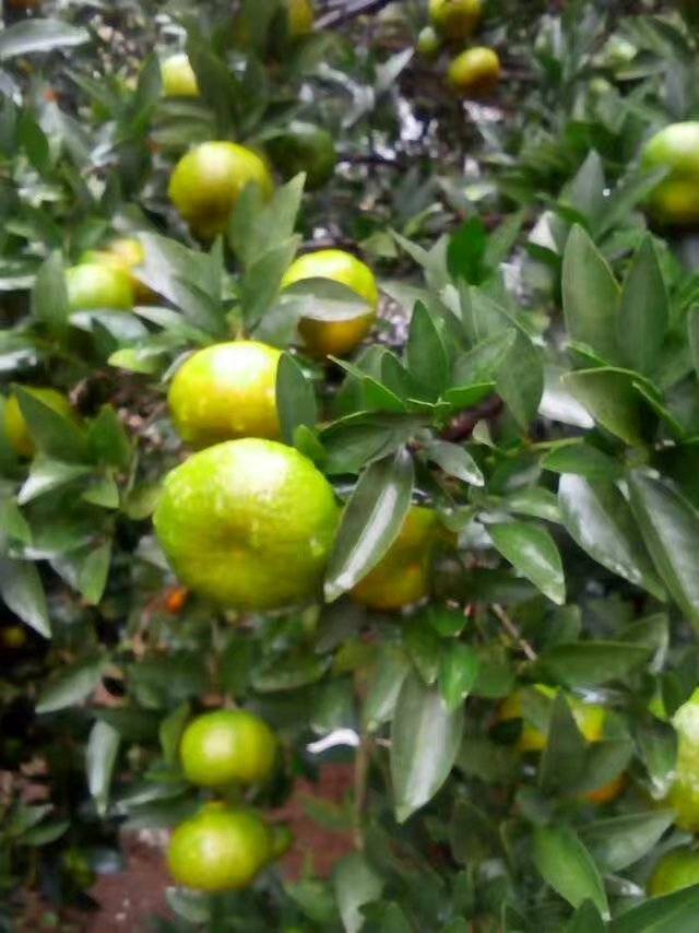 砂糖橘小苗，香泡，金桔，紅美人柑橘，綠美人柑橘，涌泉蜜桔